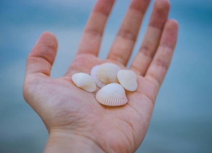 The Role of Coastal Ecosystems in Marine Biodiversity