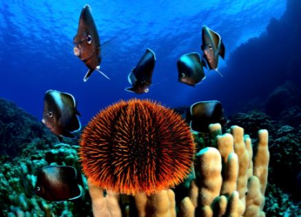 Sustaining Life Below Water: Prioritising Marine Biodiversity Conservation
