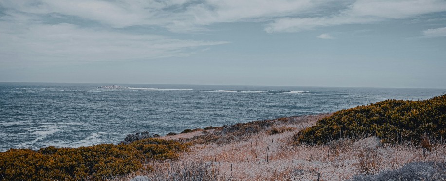 The Role of Coastal Ecosystems in Marine Biodiversity